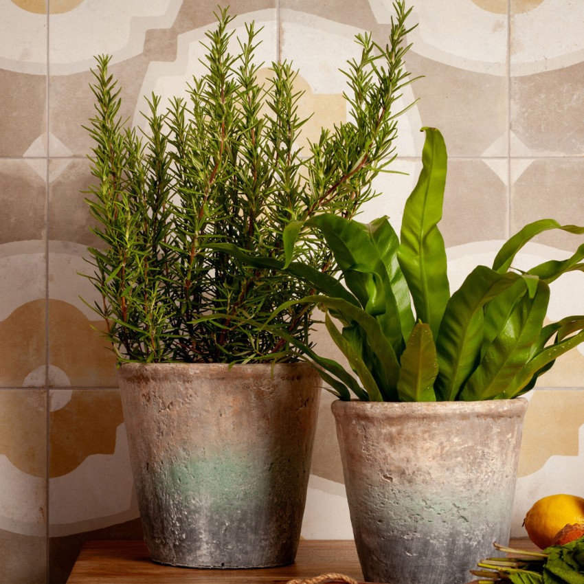 FS FARFALLA MUSTARD/45X45X0,95 (1 сорт) PERONDA фото 3